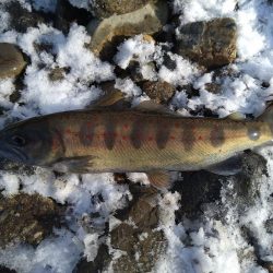 寒すぎて釣れない